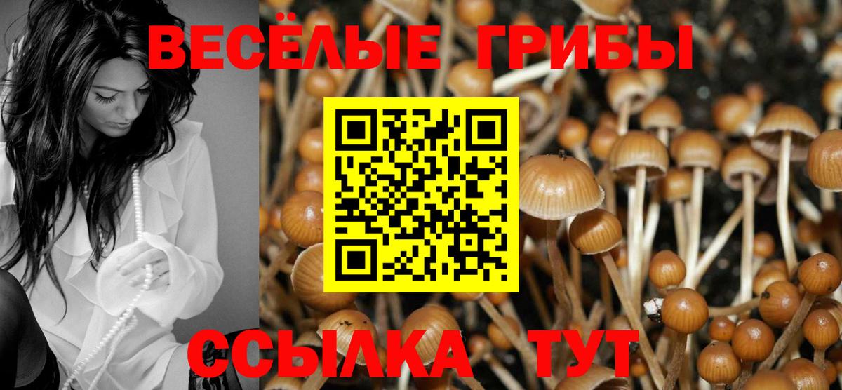 Галлюциногенные грибы Psilocybe Муравленко